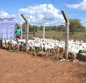 Kenya Livestock Commercialization Project (KELCOP)